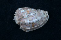 藏品(艷美楊桃螺)的圖片